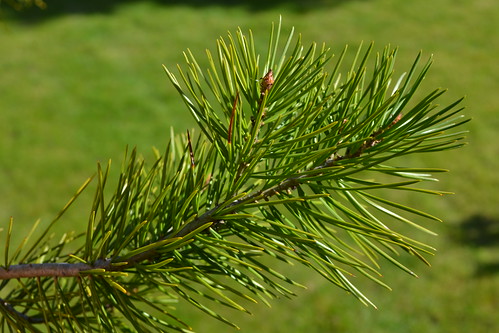 Pinus bungeana (Lacebark Pine)