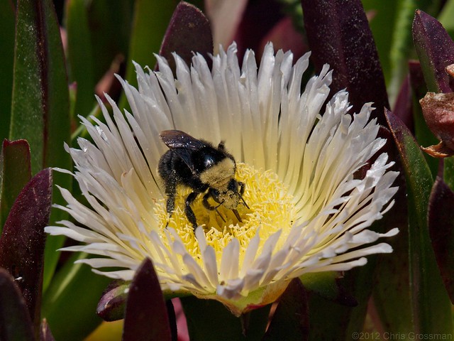 Yellow-faced Bumblebee (Bombus vosnesenskii) on Ice Plant (Carpobrotus edulis) - Olympus E-410 - Zuiko 40-150mm F/4-5.6