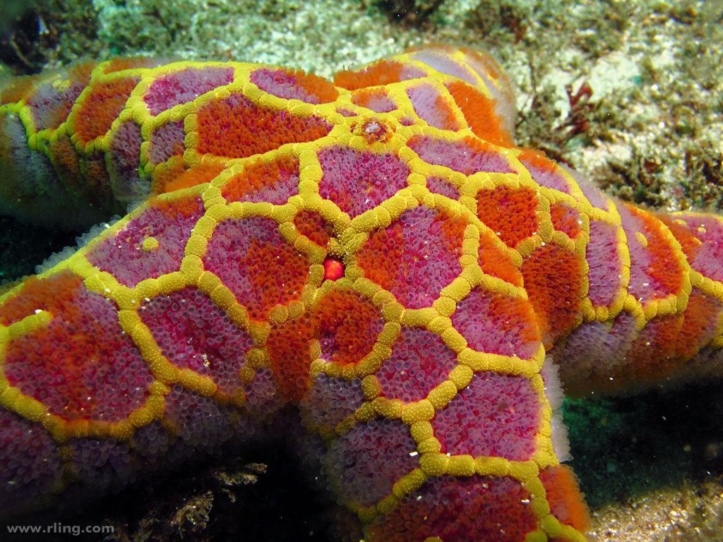 Mosaic Sea Star A Mosaic Sea Star Plectaster Decanus In Flickr Images, Photos, Reviews