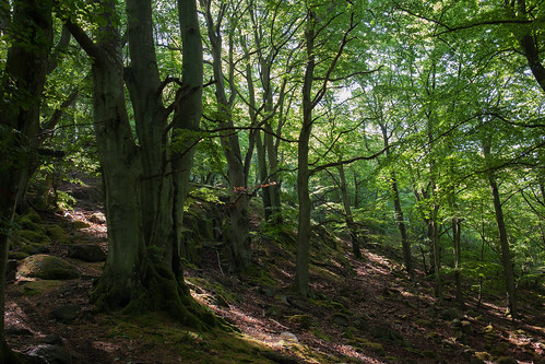 trees green forest nationalpark sweden stenshuvud