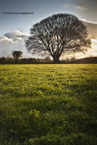 morning light sun sunlight tree field grass wales clouds