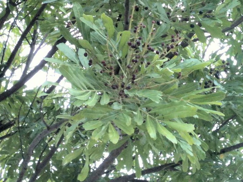 Sõnajalapuu vili