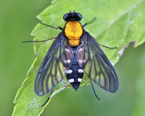 goldenbackedsnipefly chrysopilusthoracicus nikkor105mmf28gvrmicro photographybydavewendelken blackflywithorangeback blackflywithgoldbackandwhitespotsonblackabdomen