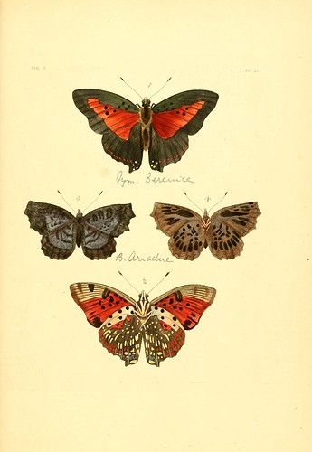 n230_w1150 | Illustrations of exotic entomology :. London :H… | Flickr