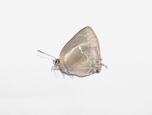 Strephonota trebonia or an undescribed sp. (ventral)