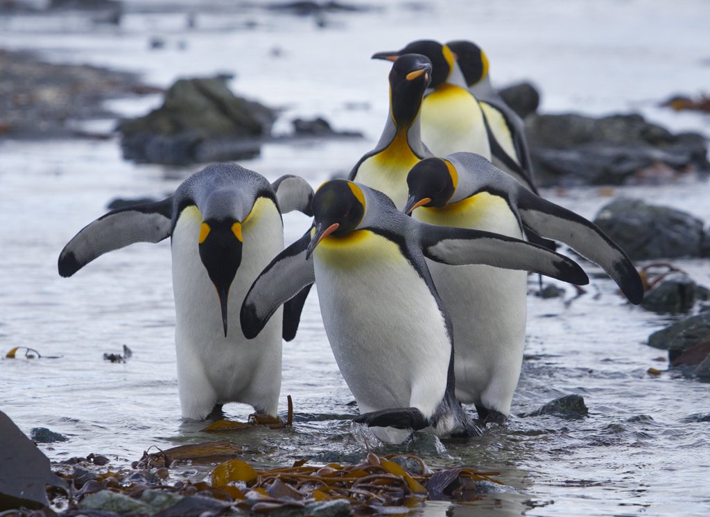 100 fun facts about Penguins | Facts You Didn’t Know About Penguins