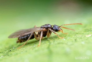 Winged ant (Dolichoderinae) - DSC_2305