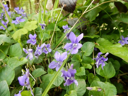 Violets Hassocks to Lewes