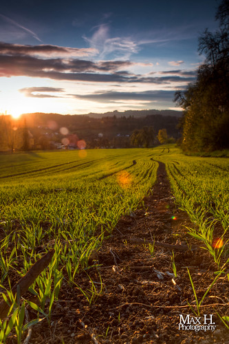 light sunset max green field photoshop canon landscape austria österreich spring focus raw sonnenuntergang dof view bokeh expression tripod feld kärnten 7d gras dslr canonef2470mmf28lusm oberösterreich hdr highdynamicrange hdri manfrotto frühling maximilian ballhead oö aufblühen upperaustria stativ wachsen kugelkopf habich specialpic mariarain manfrotto055xprob canoneos7d canonspeedlite430exii blinkagain hoherdynamischerumfang triopob3ballhead maxhabich maximilianhabich flickrstruereflection1