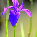 Iris (05) 鳶尾花