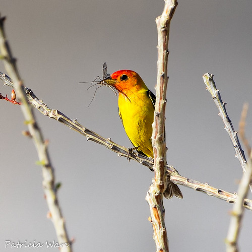 Breakfast Bug | by Patricia Ware