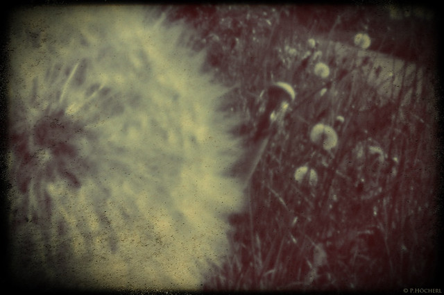 Meadow - a pinhole photo
