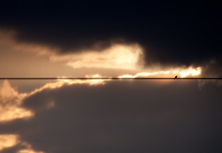 Bird on a Wire 2 - Kirkby on Bain, Lincolnshire UK