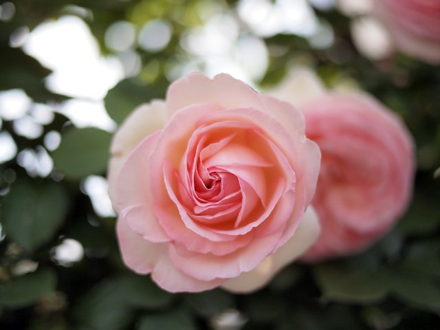 Roses - Pierre de Ronsard