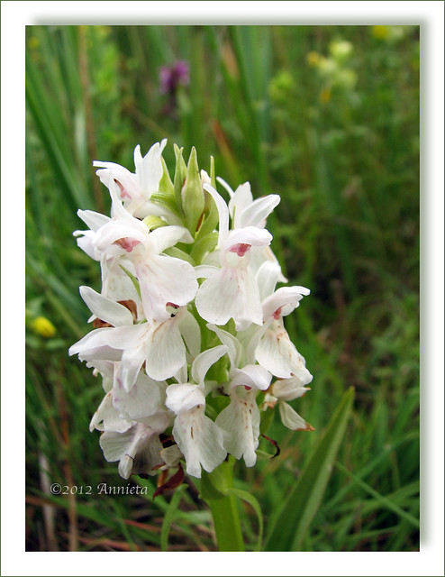 Witte orchis