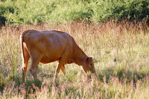 Sunset meal by Hundra Kontrast, light sunset summer sun sol grass evening cow soft ko bete grazing sommar kväll