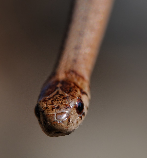 Baby Brown Snake - Part 2