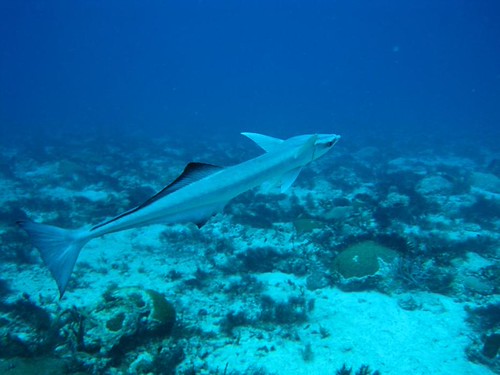remora