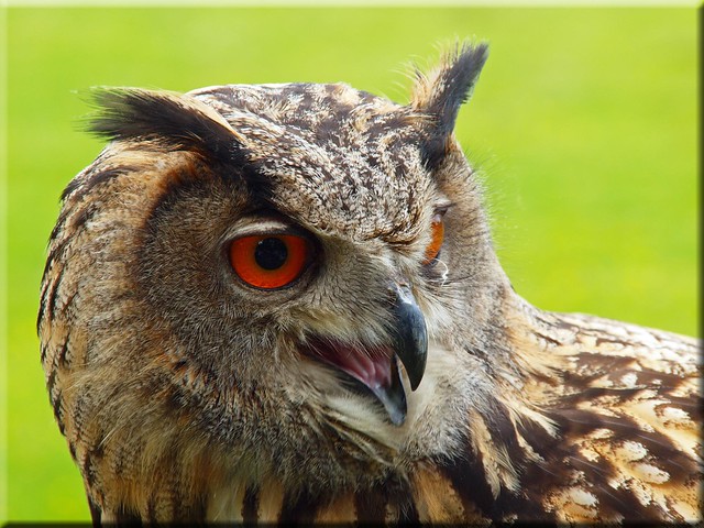 Eurasian Eagle-Owl - Portrait