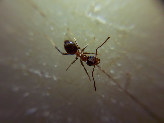 Close-up of an ant on a blurry background