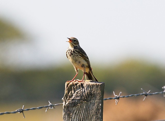 Meadow Pipit on fence post ( explored ) jun 6 2016 #414