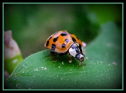 Asiatischer Marienkäfer - asian lady-bug