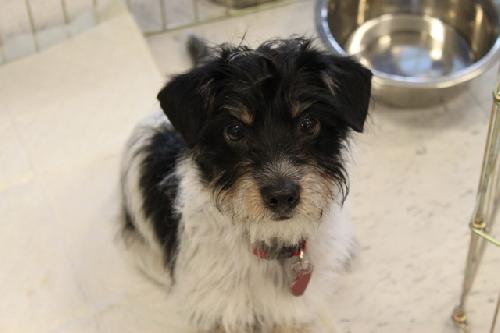 Cookie Terrier Chihuahua Mix Adopted Adopted Cook Flickr