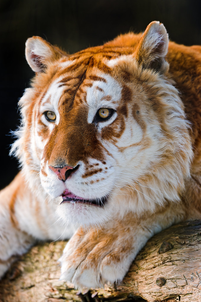 Attentive golden tiger