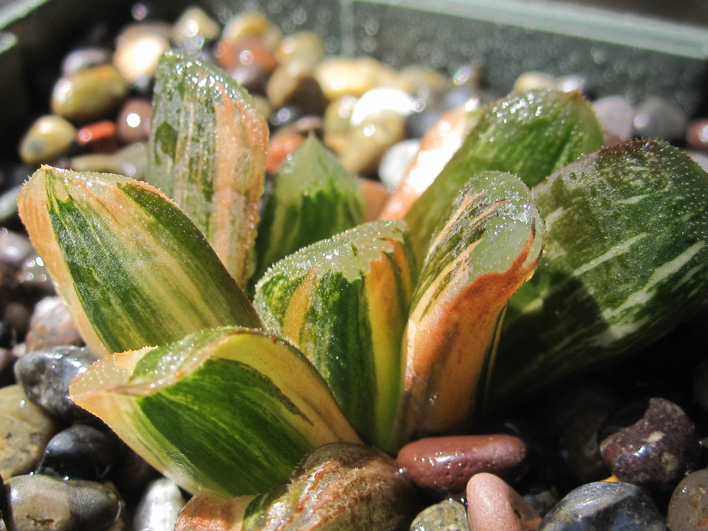 Haworthia truncata 'Seiko Nishiki' | Kris Tamayo | Flickr
