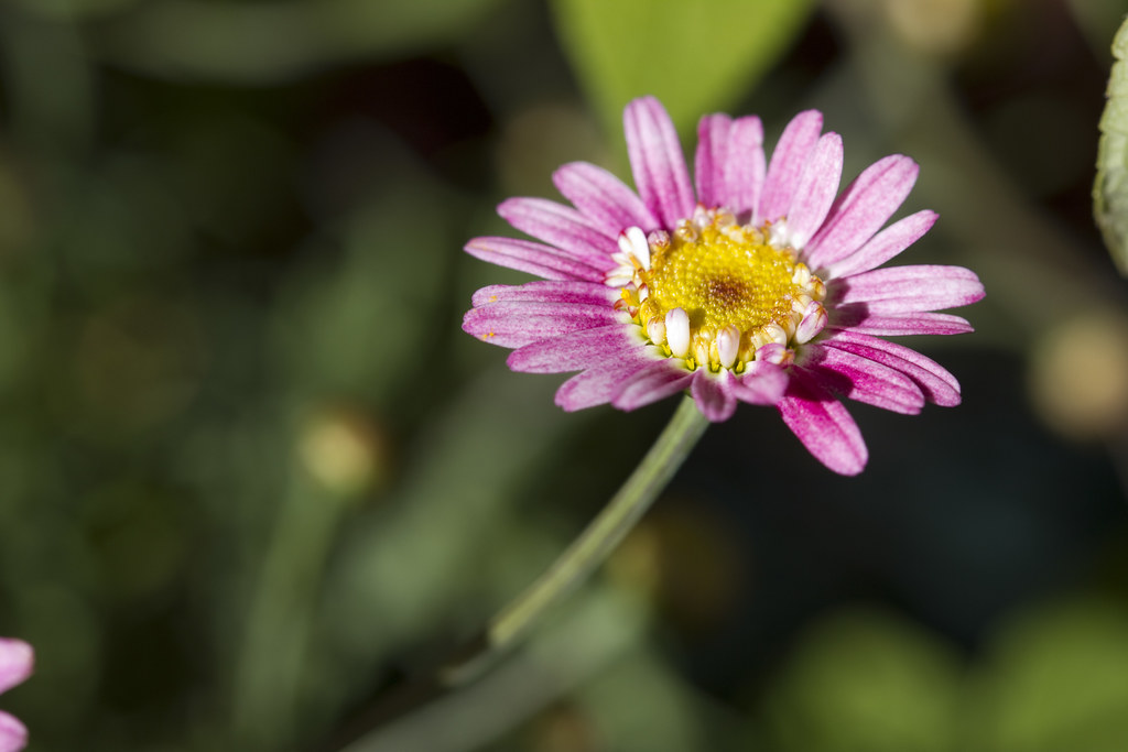 Federation Daisy Blazer Rose Argyranthemum Frutescens Flickr