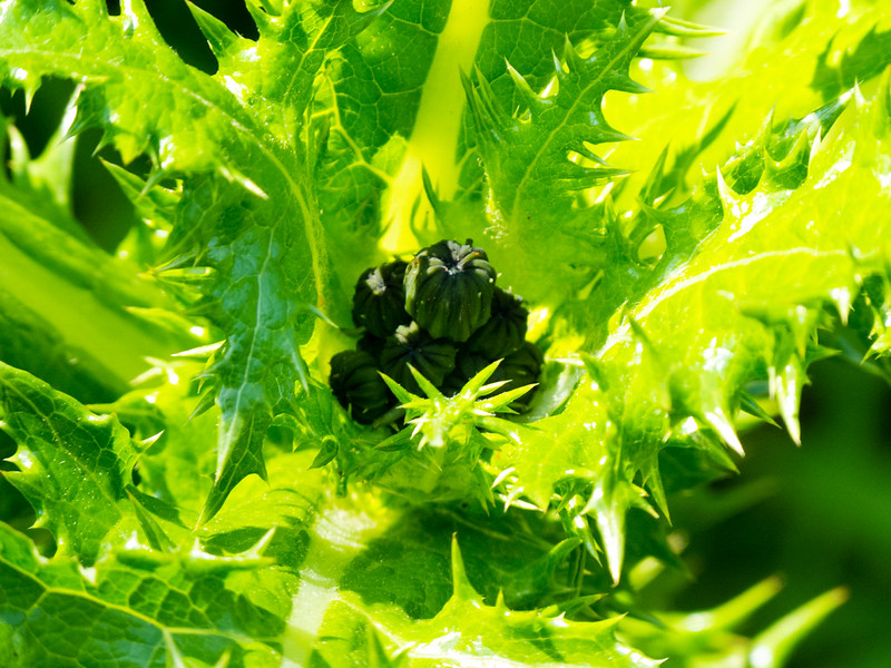 Thistle flower bud