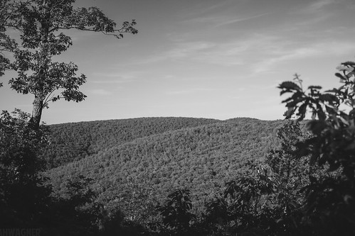 trees blackandwhite bw mountains nature forest 35mm canon landscape eos blackwhite state pennsylvania f14 pa 7d penn appalachian michaux 35l f14l