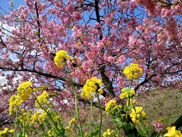 Kawadu Cherry Blossom  　　～河津櫻花～