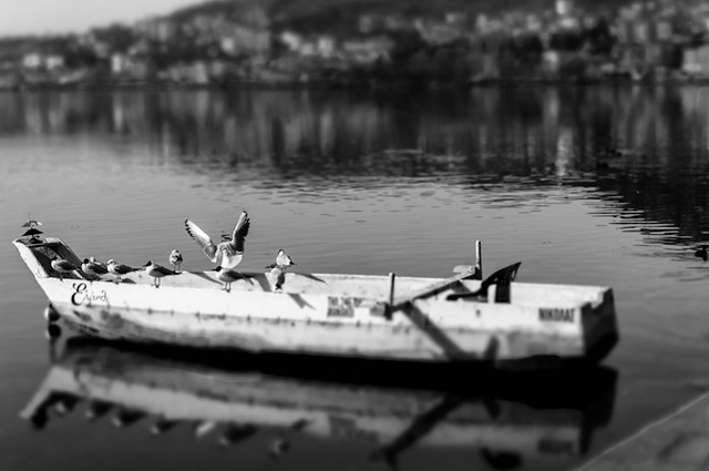 Birds on Boat