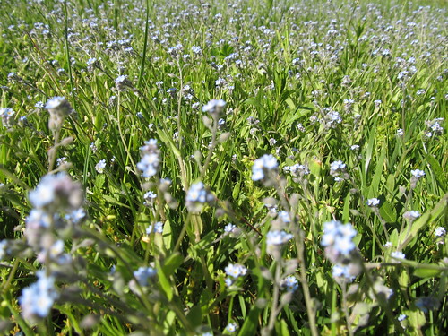blue flower spring weed bluefloweredweed
