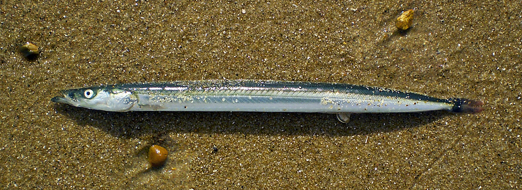 SAND EEL 1, Lesser sand eel, Ammodytes tobianus. Washed up …