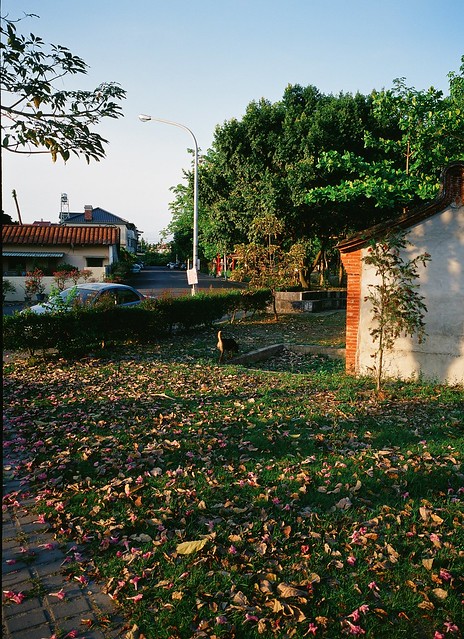 Fallen leaves and a dog (Film)