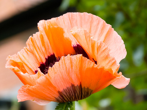 Ornamental poppy flower