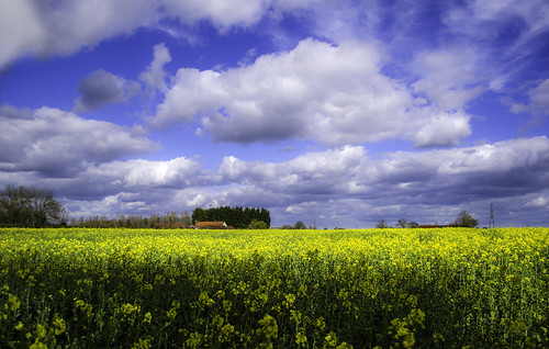 blue sky field rural spring hempstead hertfordshire hemel rapeseed