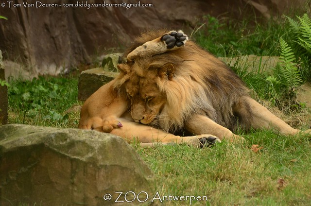 Afrikaanse leeuw - Panthera leo leo - African Lion