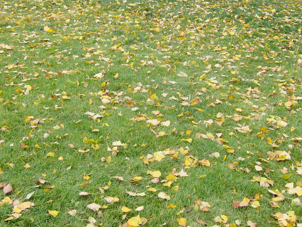 Grassy Lawn with Fallen Leaves