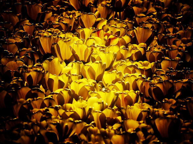IMG_3892 Tulips, Dutch Gold.
