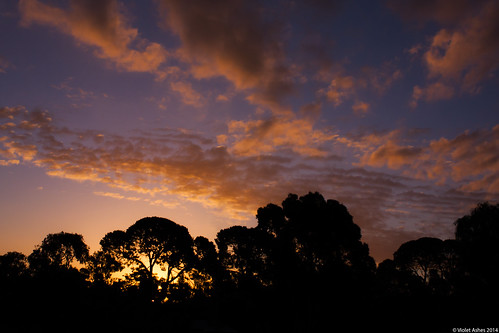 sunset silhouette canon sunsets australia southaustralia gawler canonphotography sunsetphotography canoneos450d sunsetaday violetashessunset violetashessunsettumblrcompost83704812452sunset114