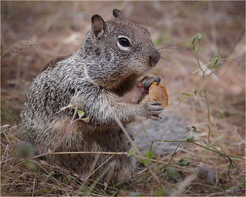 campground Mooch | We had a family of ground squirrels livin… | Flickr