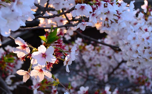 japan okayama kurashiki kojima ajino nikon d7000 cherryblossoms sakura hanami ohanami spring april sunset lestaylorphoto