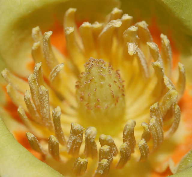 tulip tree flower at anthesis