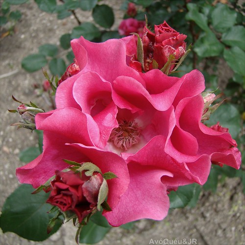 Roses from the gardens of my hometown - Viseu -Portugal ✿ ✿ by AvóQuéu