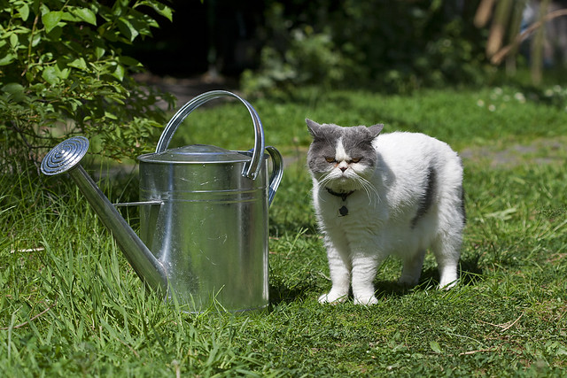 Watering Cat