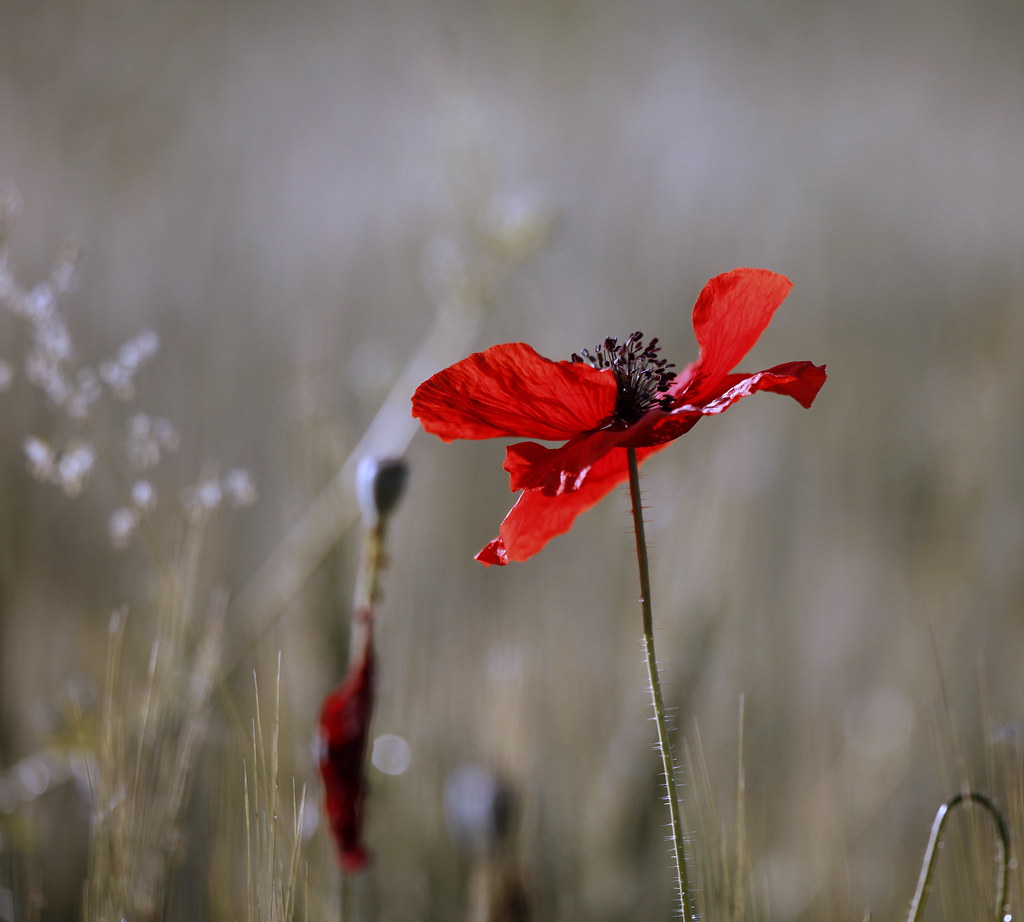 Poppy's