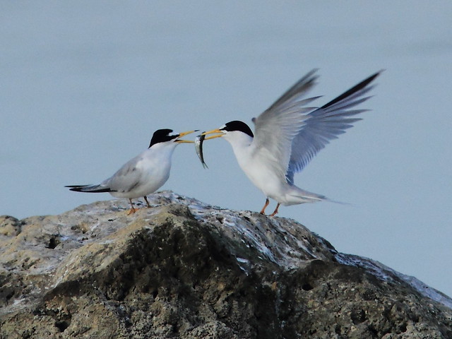 Least Tern courtship 2-20120419